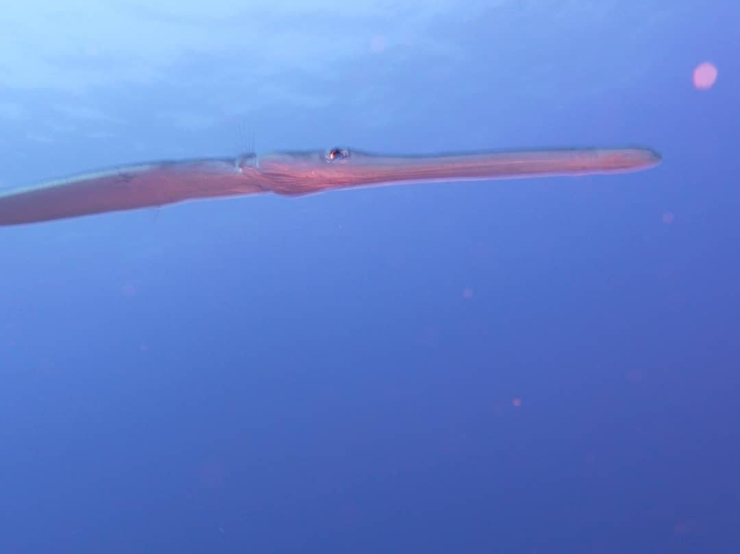 Manta Point Dive Site-努沙杜瓦必去景点