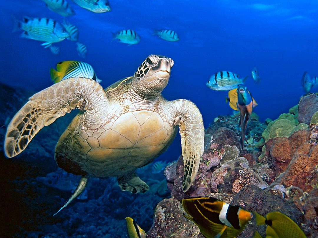 Underwater Oahu-怀厄奈必去景点