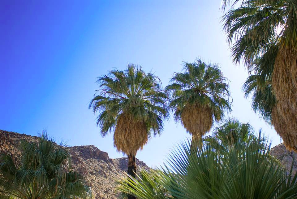 49 Palms Canyon Trail