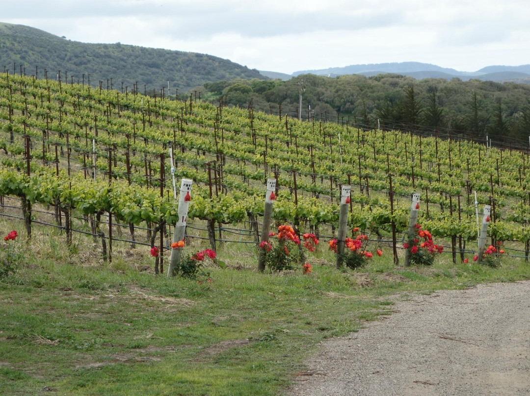 隆波克旅游景点-Clos Pepe Clos Pepe Vineyardsand Estate Wines