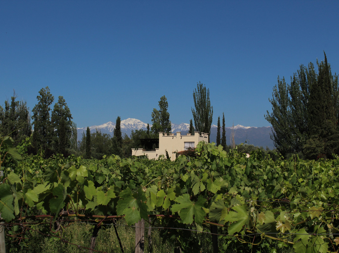 Conalbi Grinberg Casa Vinicola主图