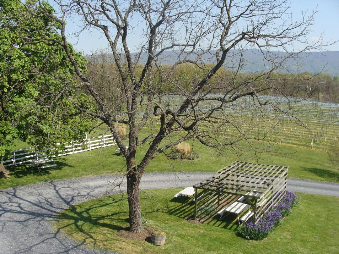 Shenandoah Vineyards景点图片