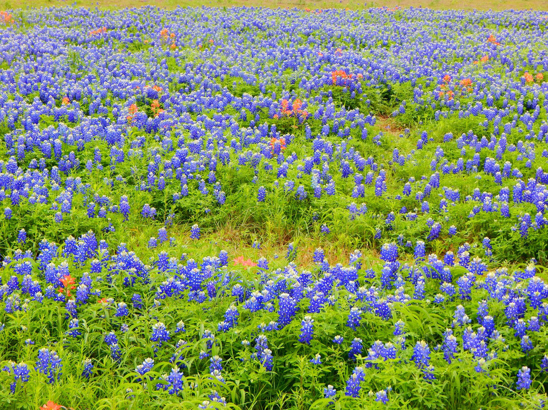 Powell旅游景点-Bluebonnet Park