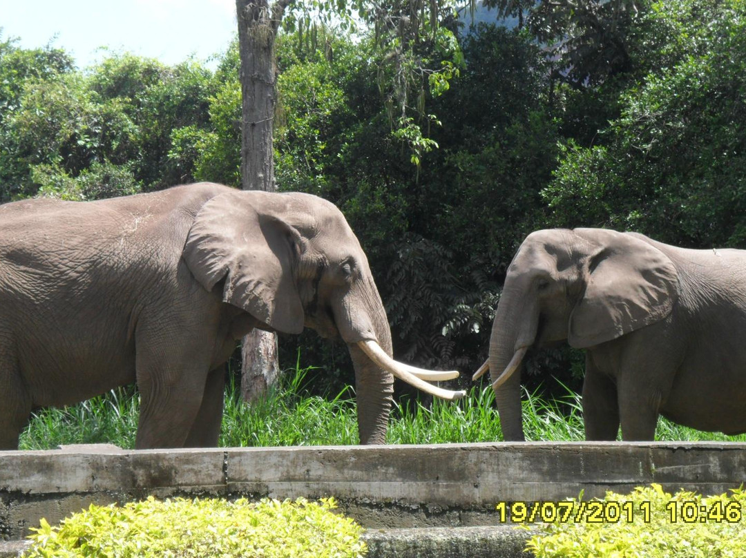 Matecana City Zoo景点图片