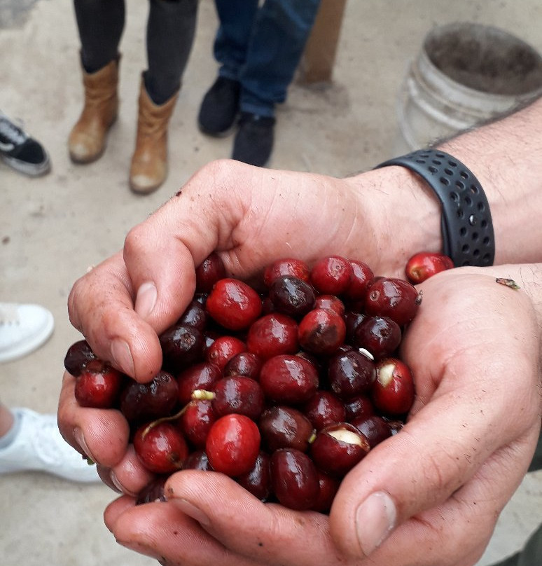 Cafe Jaguar-Silvania必去景点