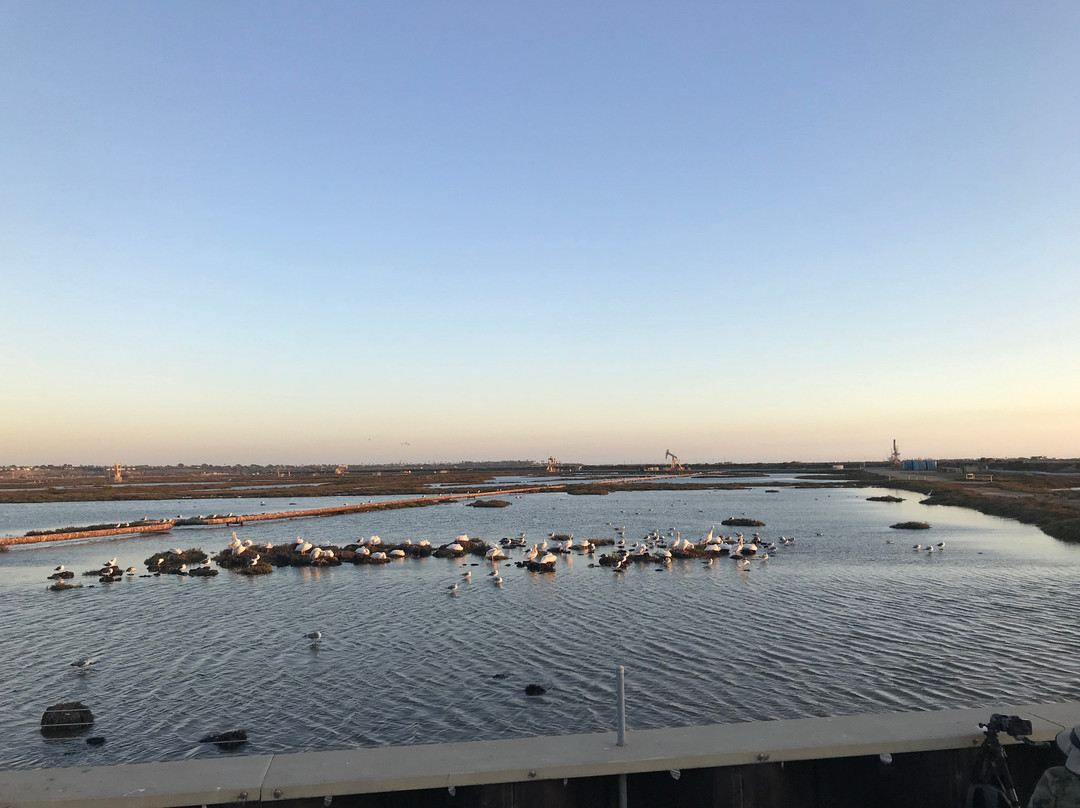 Bolsa Chica Ecological Reserve-亨廷顿海滩必去景点