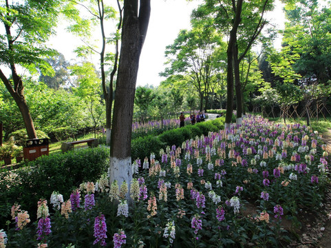 成都植物园-成都必去景点