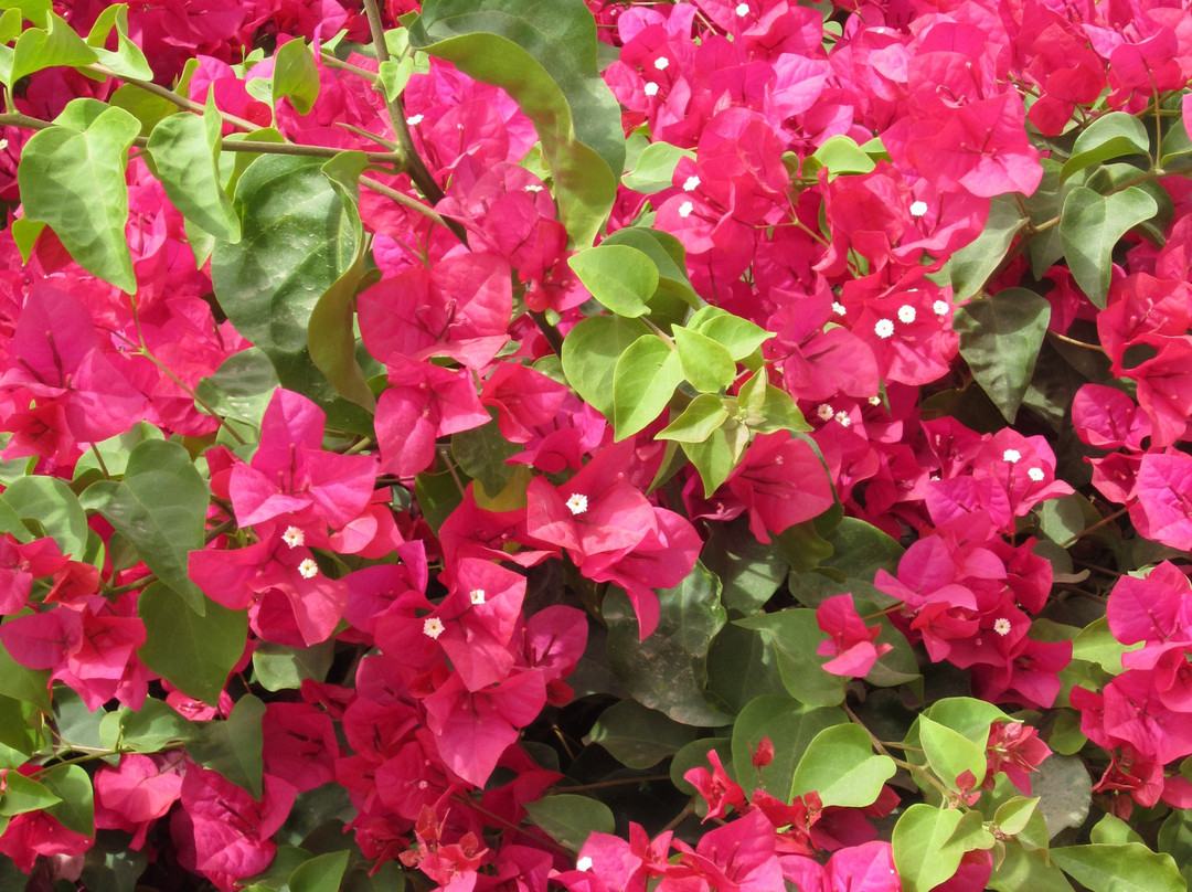 Ocean View Park-圣莫尼卡必去景点