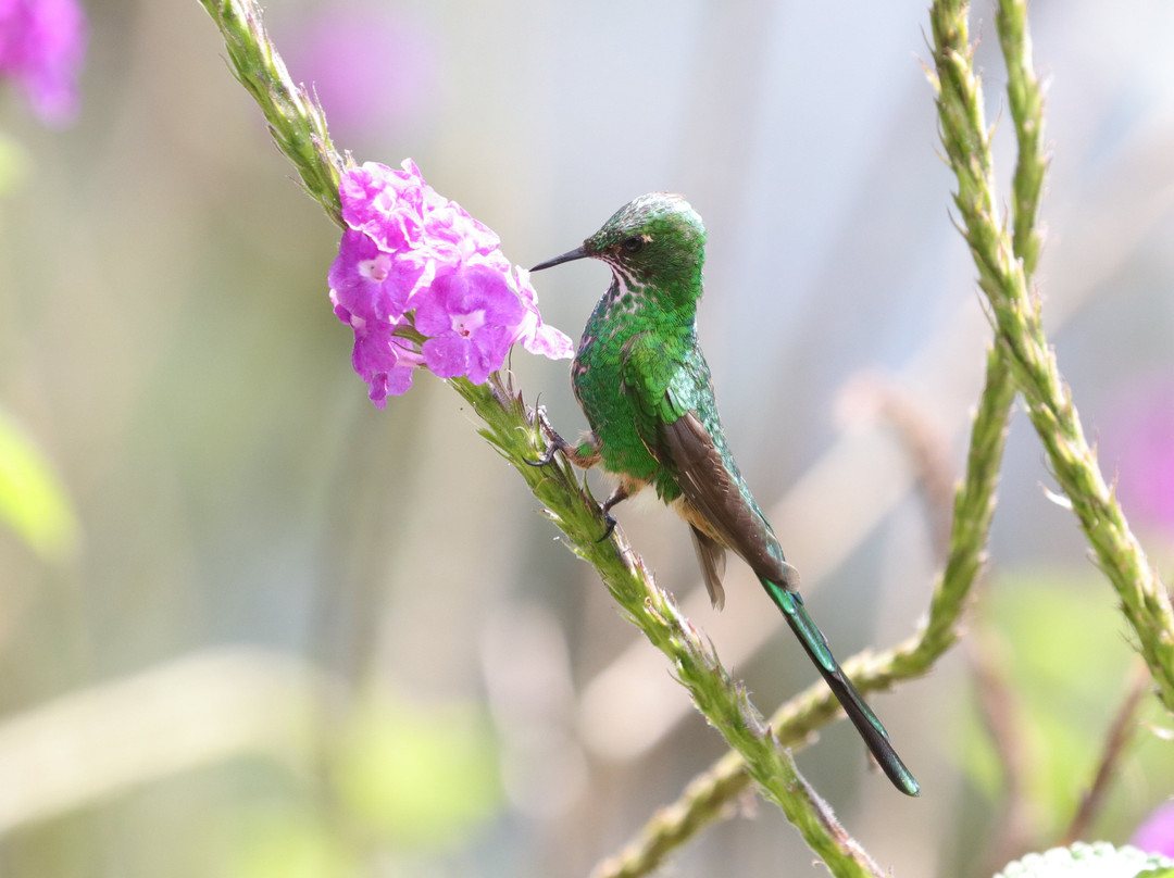 Pacha Quindi Nature Refuge-Tandayapa必去景点