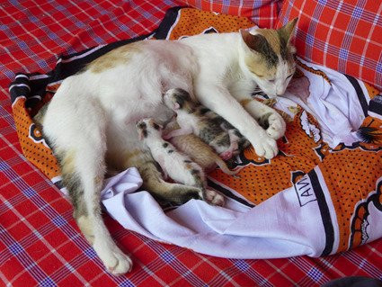 Family Cottage主图