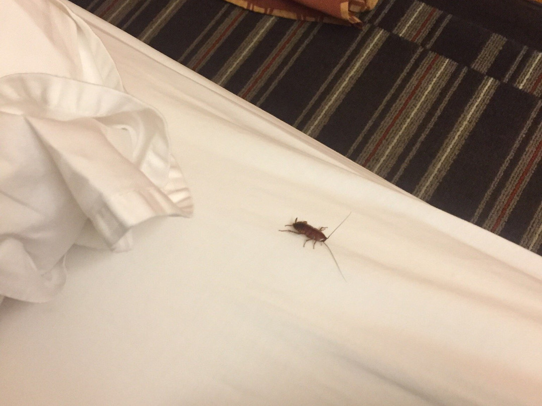 大学医学园区温德姆麦克罗特套房酒店主图