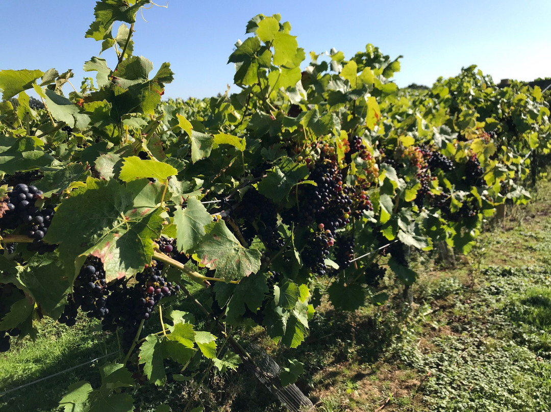 Lovells Vineyard景点图片