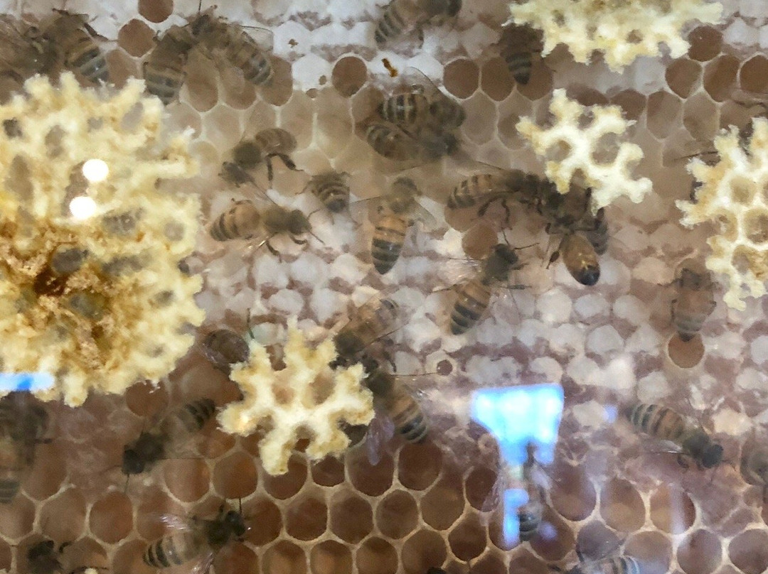 Honeyville-杜兰戈必去景点