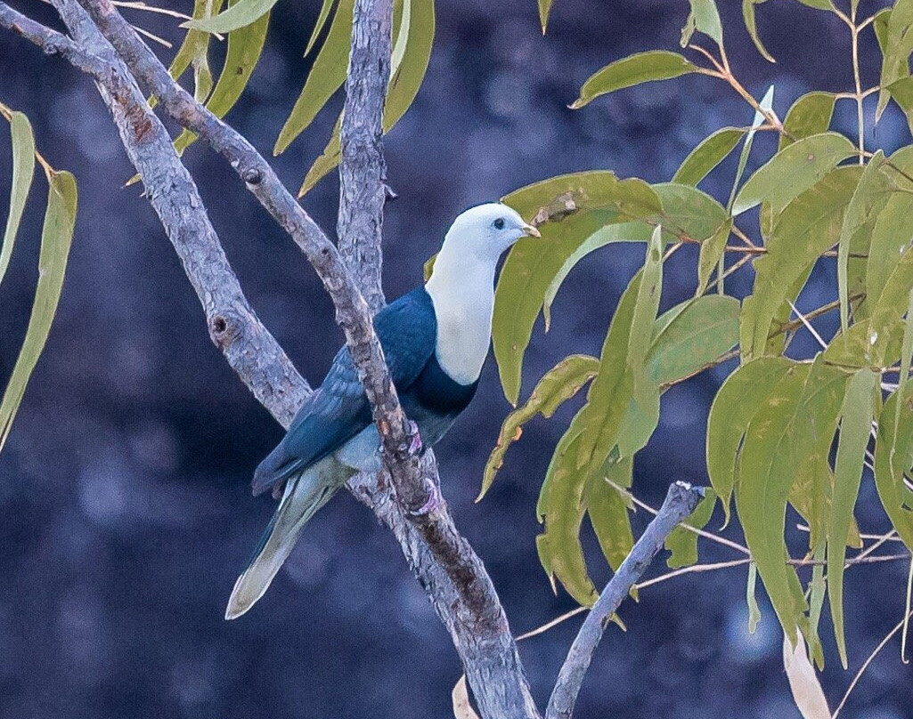 Tracks Birding & Photography Tours-达尔文市必去景点