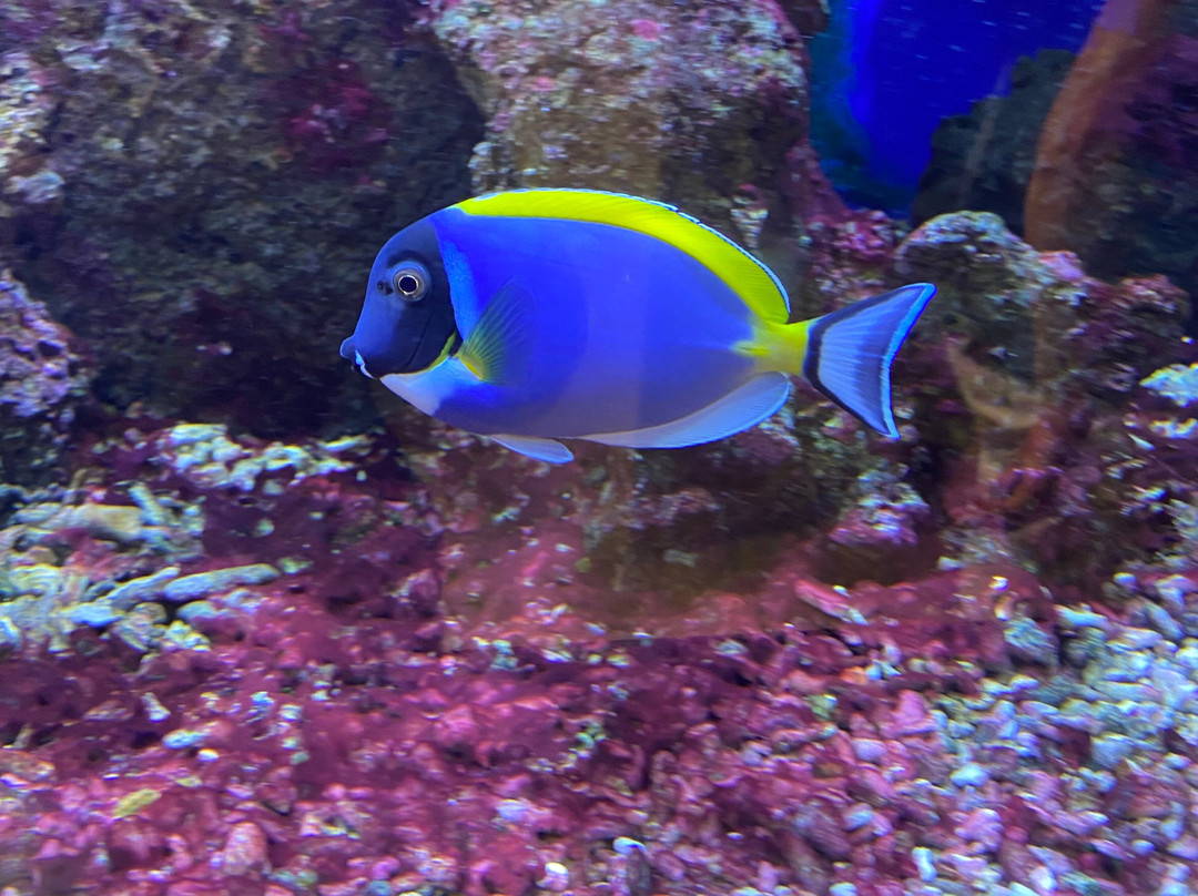 Aquarium Oniria景点图片