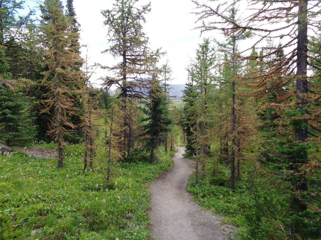 Banff Sunshine Meadows-班夫必去景点