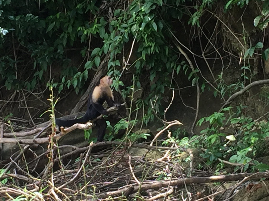 Gamboa Rainforest Resort Chagres River Boat Tour景点图片
