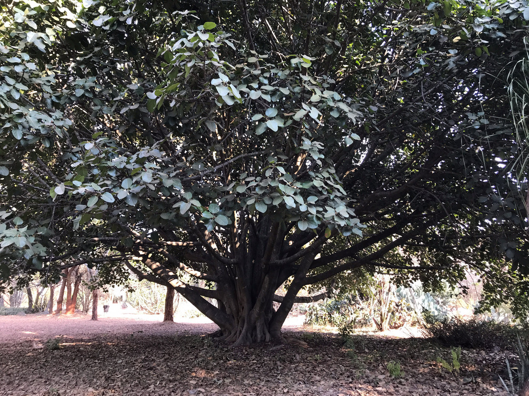 National Botanical Gardens景点图片