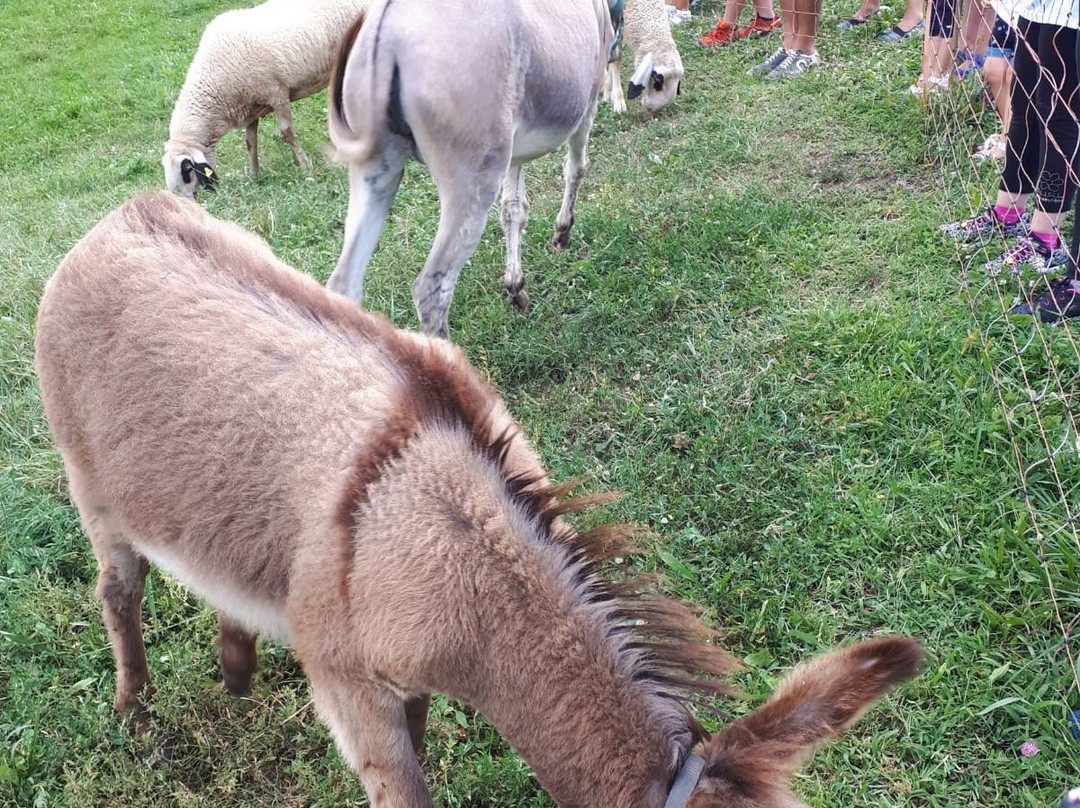 Il leprotto bisestile-Bosentino必去景点