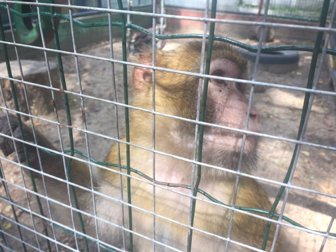Petrovskiy Zoo-喀山必去景点