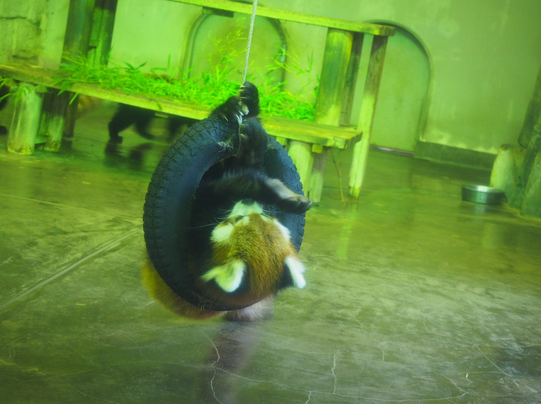 Yumemigasaki Zoological Park景点图片