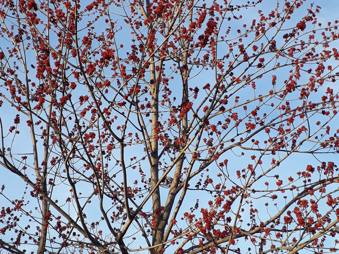Lakefront Promenade Park-米西索加必去景点