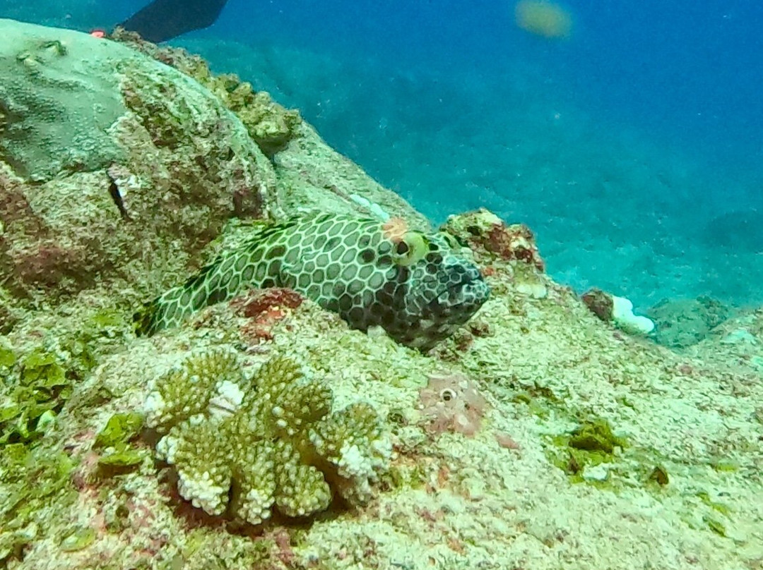 Ocean Divers-弗力克昂弗雷克必去景点