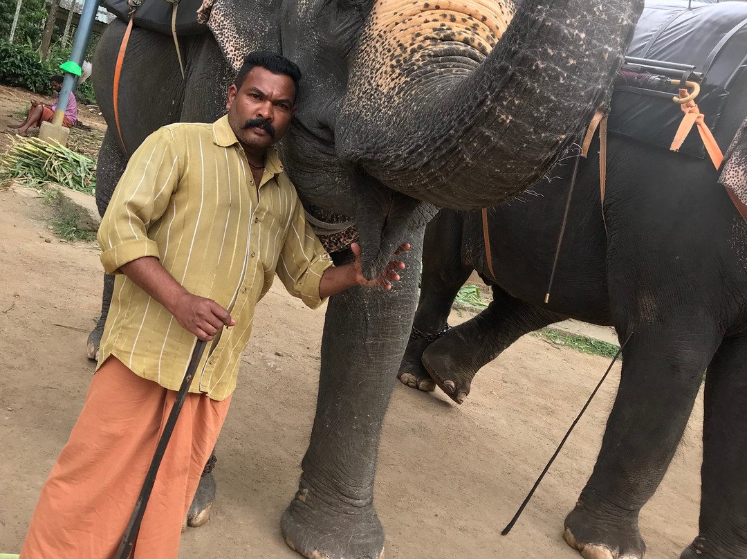 Elephant Junction-帖可迪必去景点