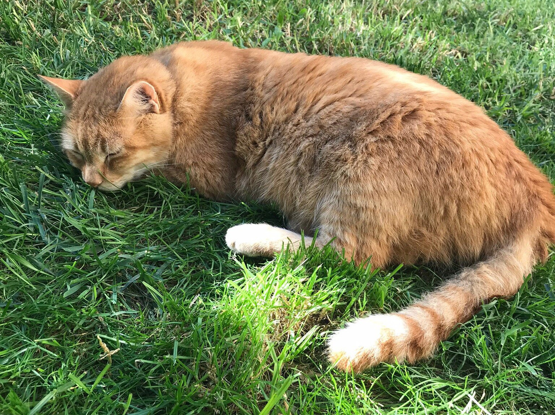 Pansion Matoula主图