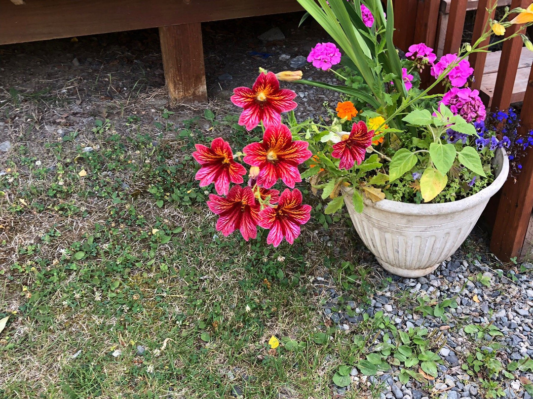 Chinook Wind Cabins主图