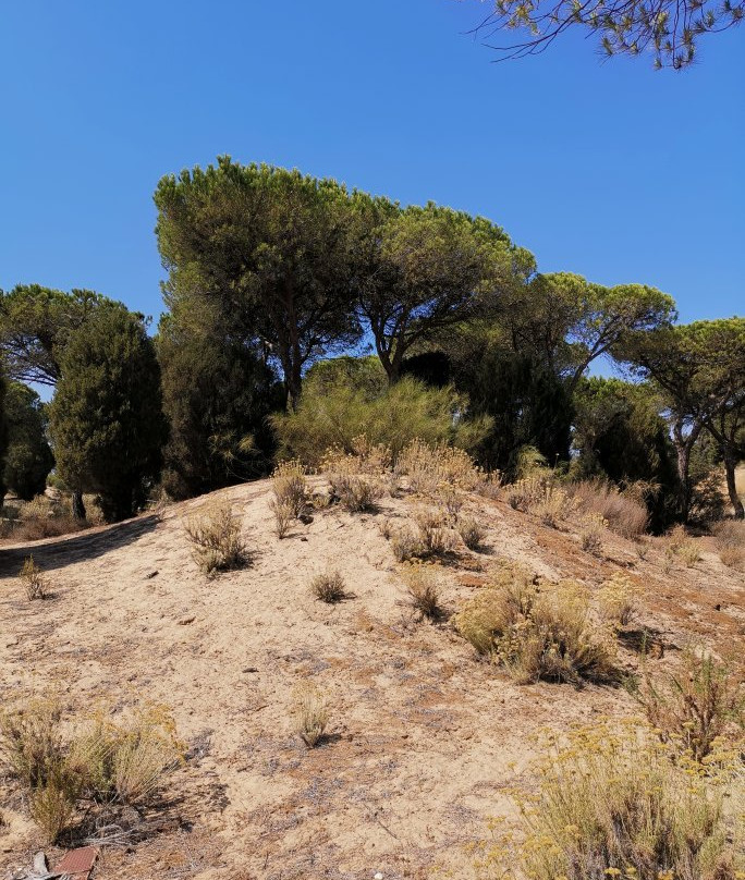 Jardin Botanico Dunas del Odiel景点图片