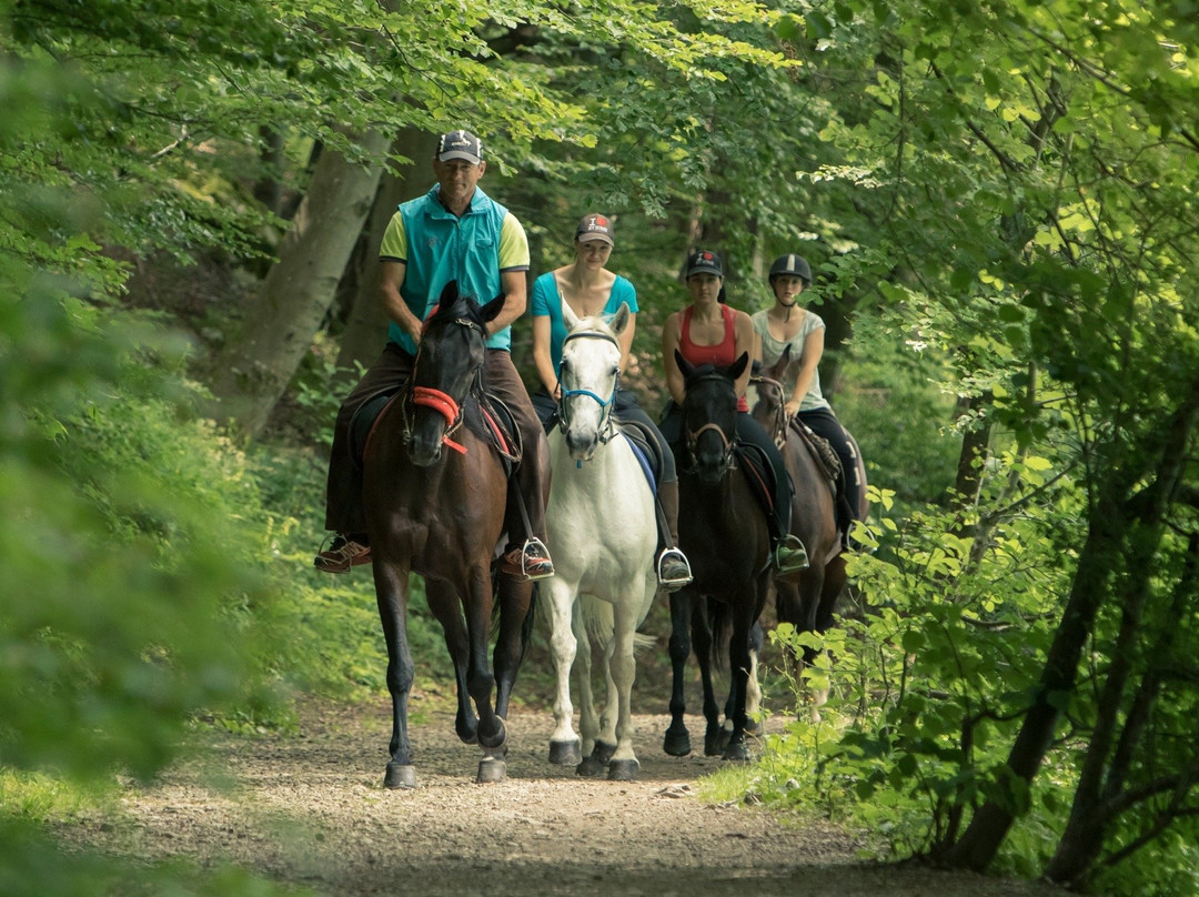 Zima Horse Riding Ranch Bled景点图片
