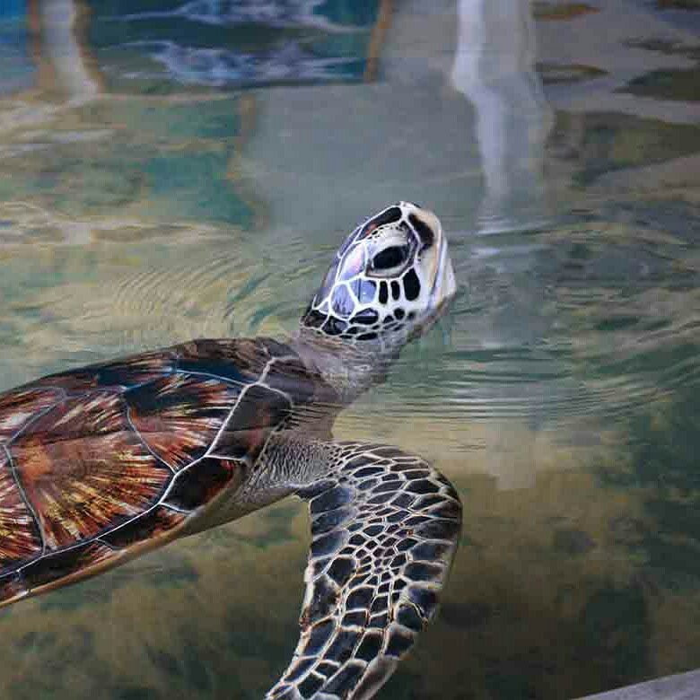 Tony Boat trips-Waikkal必去景点