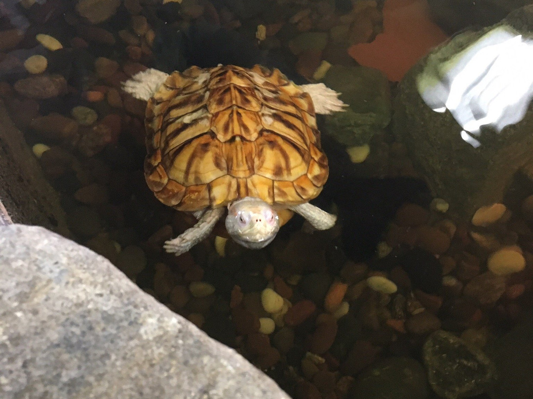 The Reptile Zoo-芳泉谷必去景点