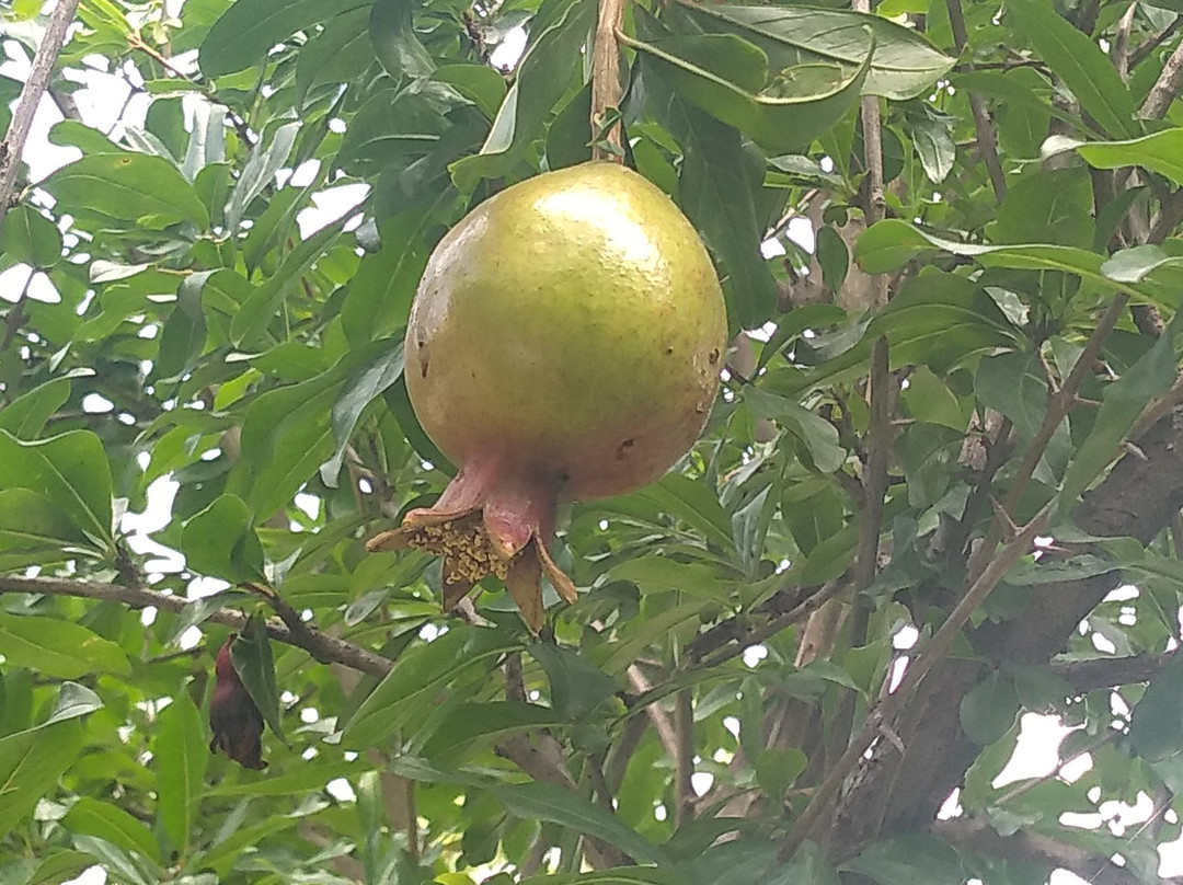 Stay Inn Kausani主图