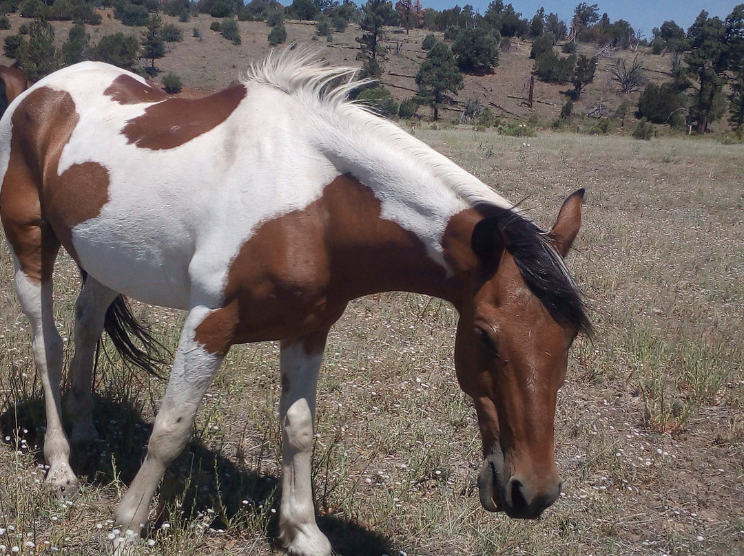 Spencers Rocken Horses-Heber必去景点