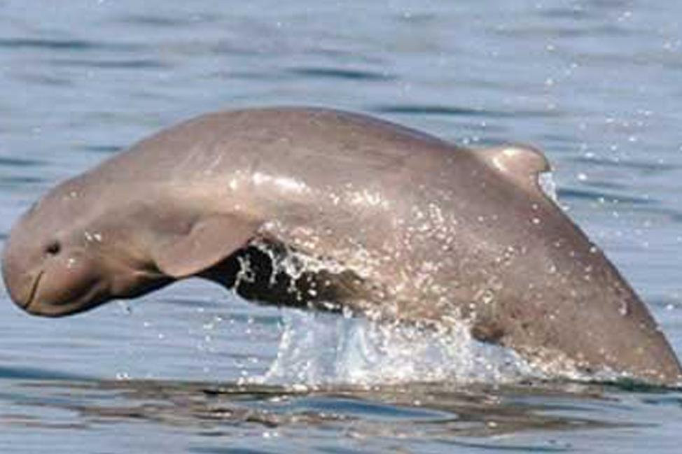 IRRAWADDY DOLPHINS KAYAK TOUR景点图片