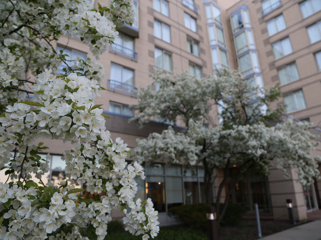 Sheraton Suites Chicago Elk Grove主图