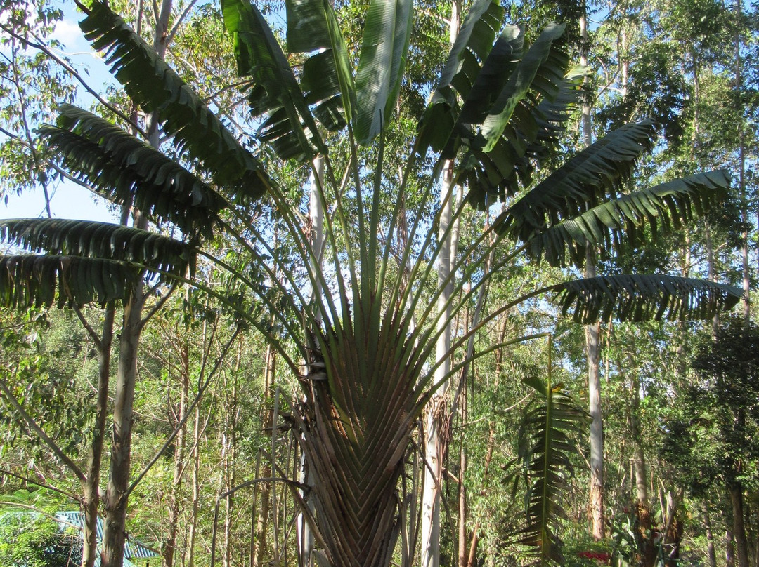 Andasibe Cyperus Hôtel主图