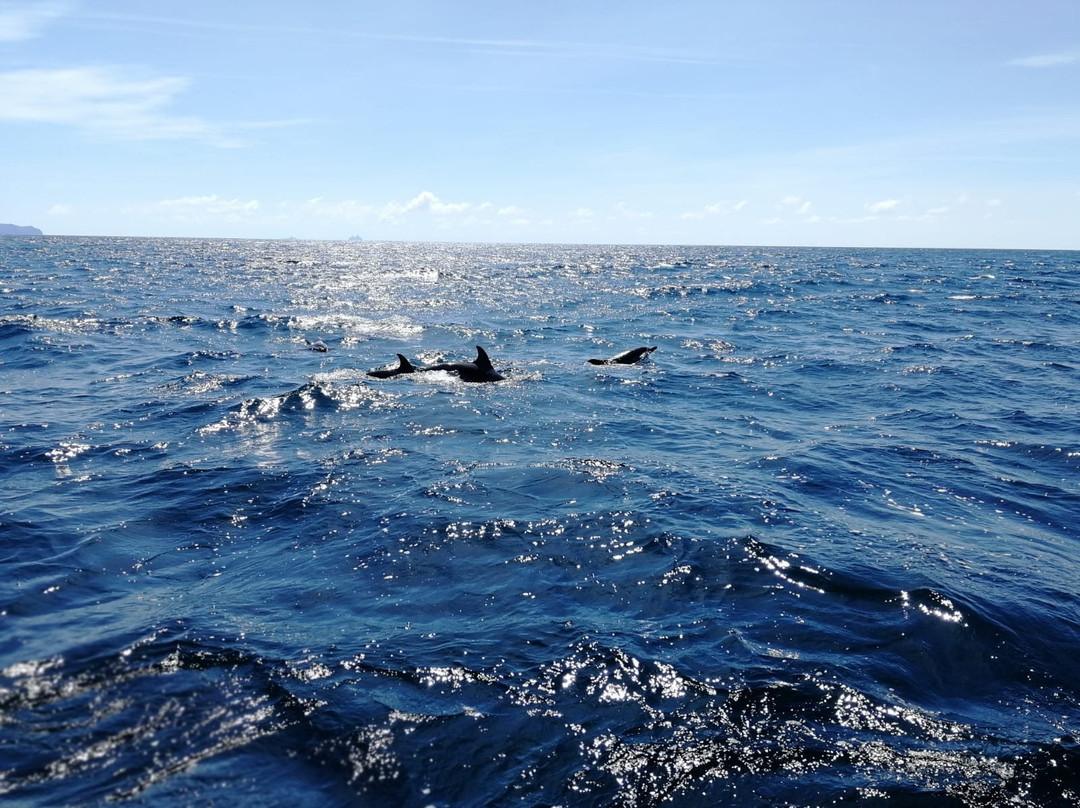 Dingle Sea Safari景点图片