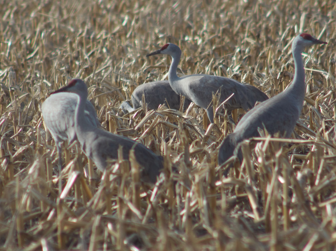 Audubon's Rowe Sanctuary-Gibbon必去景点