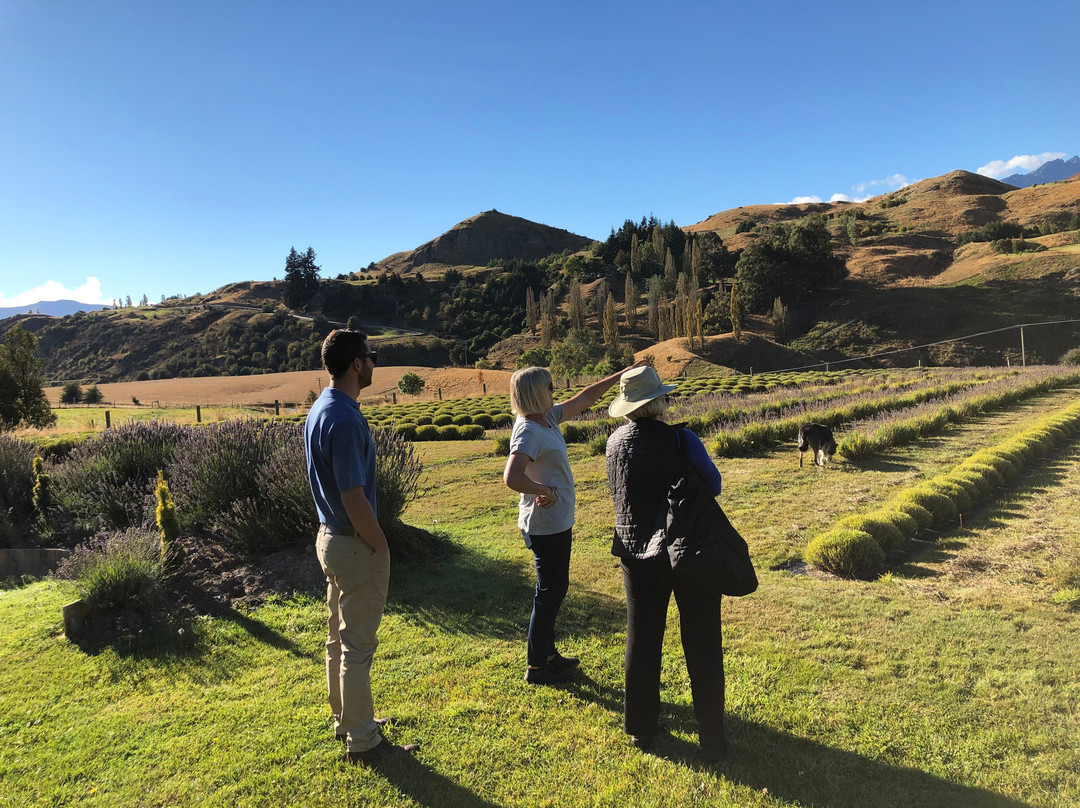 Ben Lomond Lavender-皇后镇必去景点