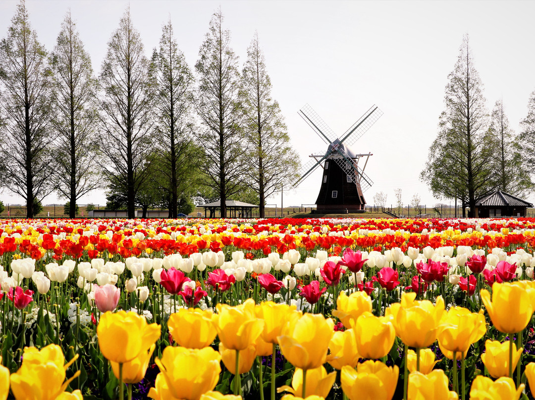 Akebonoyama Agricultural Park-柏市必去景点