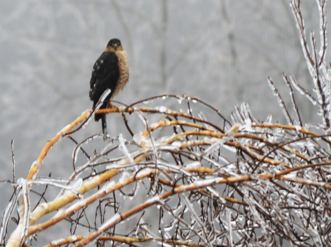 Wenzler's Landing Bed & Breakfast主图