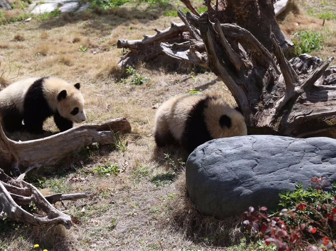 Chengdu One Day Tours-成都必去景点