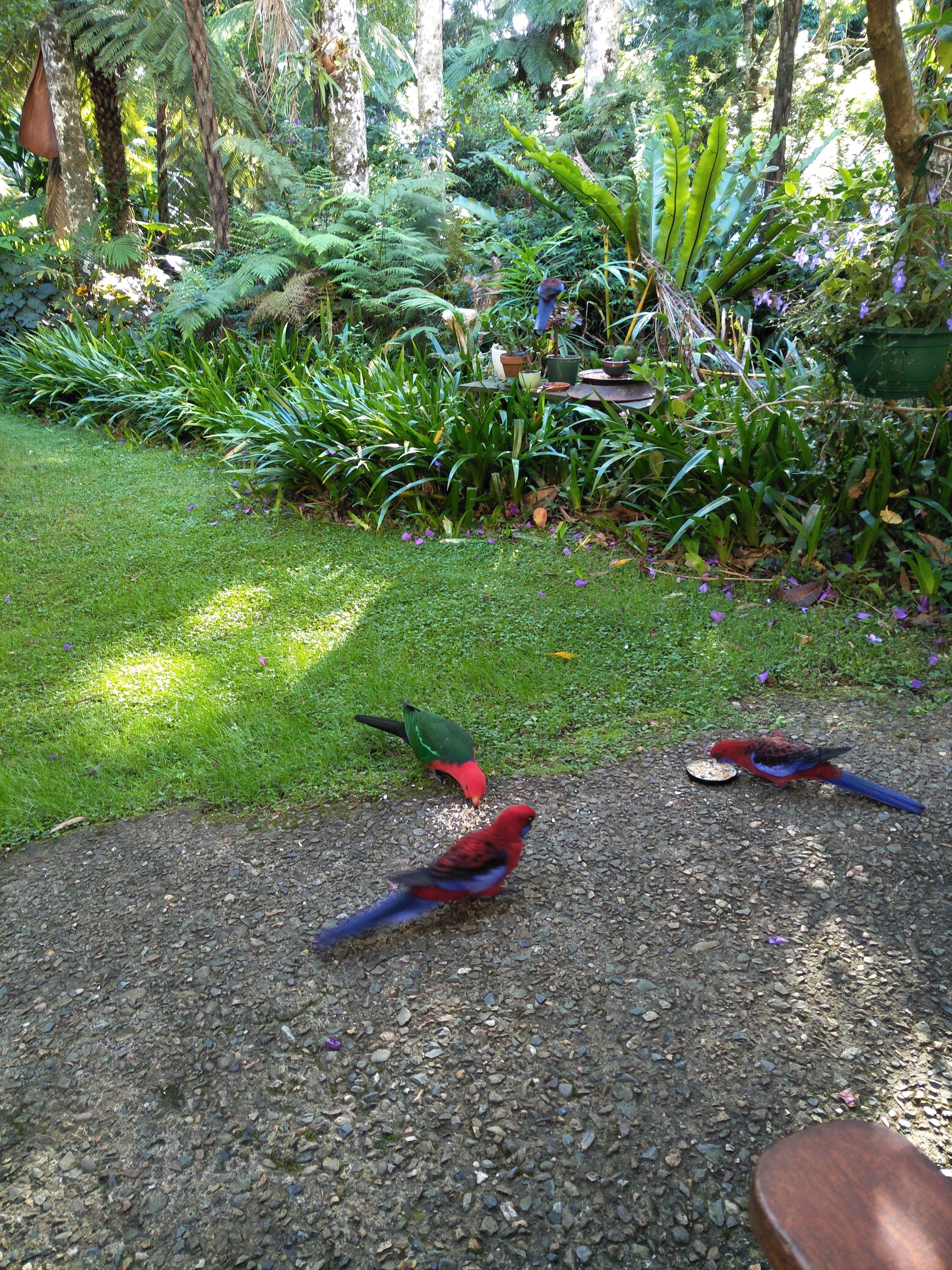 Rosellas On Springbrook-酒店景观