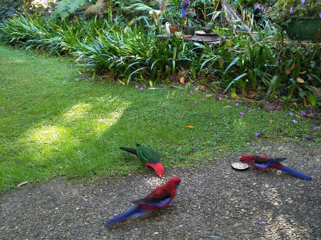 Rosellas On Springbrook主图