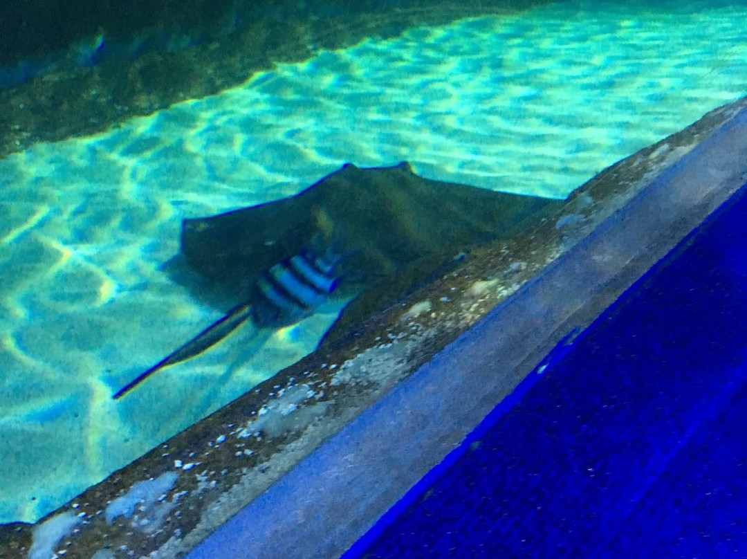 Blue Planet Aquarium-埃尔斯米尔港必去景点