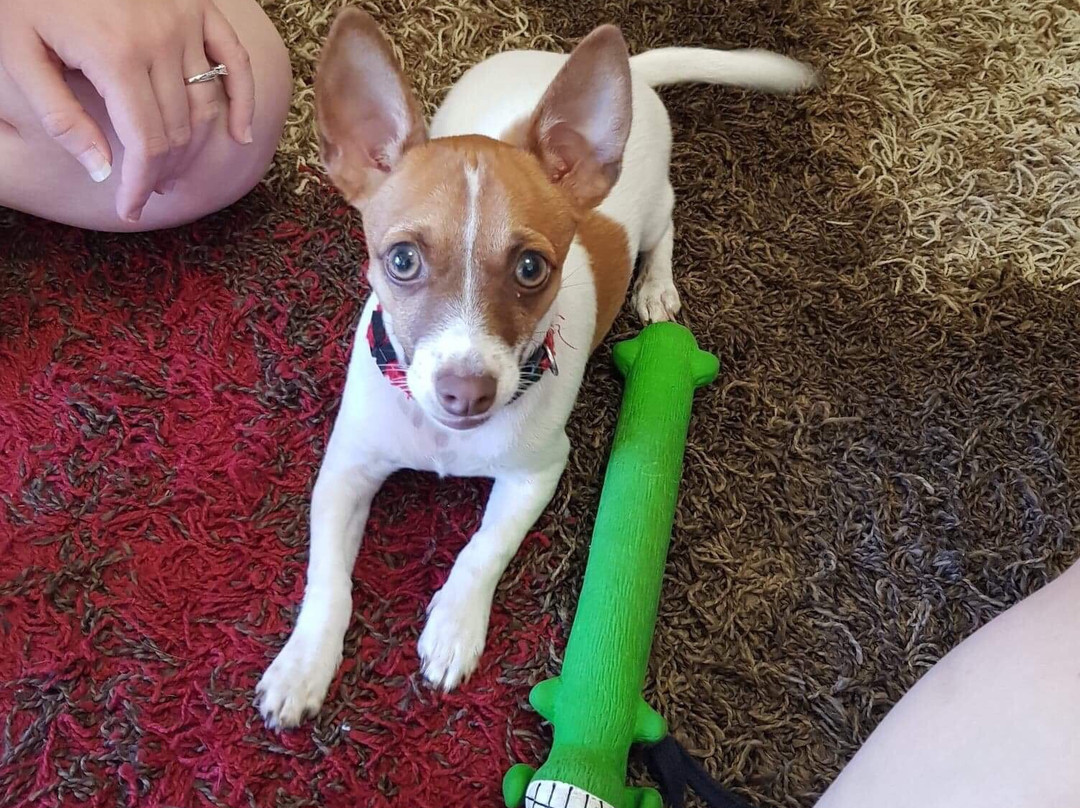 Alstonville Settlers Motel主图