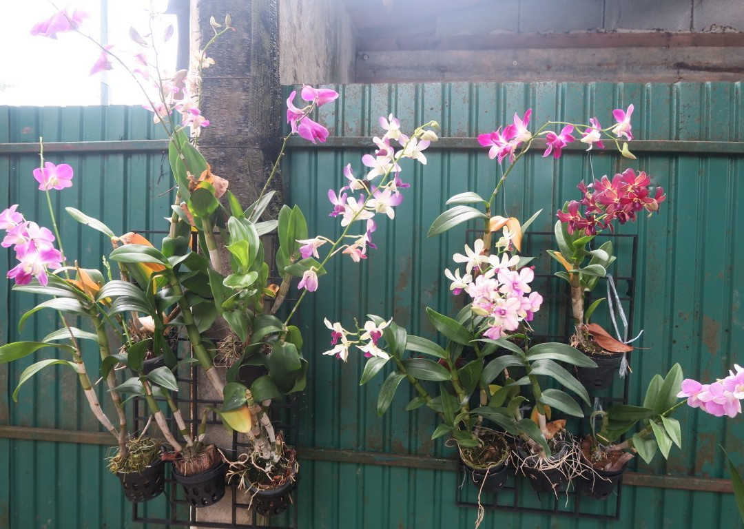 Orchid Garden Khaolak-库克卡克海滩必去景点